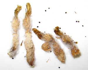 Eriosyce taltalensis subsp. pilispina seed pods